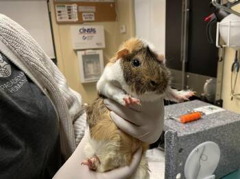 Rescue Guinea Pig Guinea Pigs for Adoption in Pasadena, California - BOOTS | PetCurious